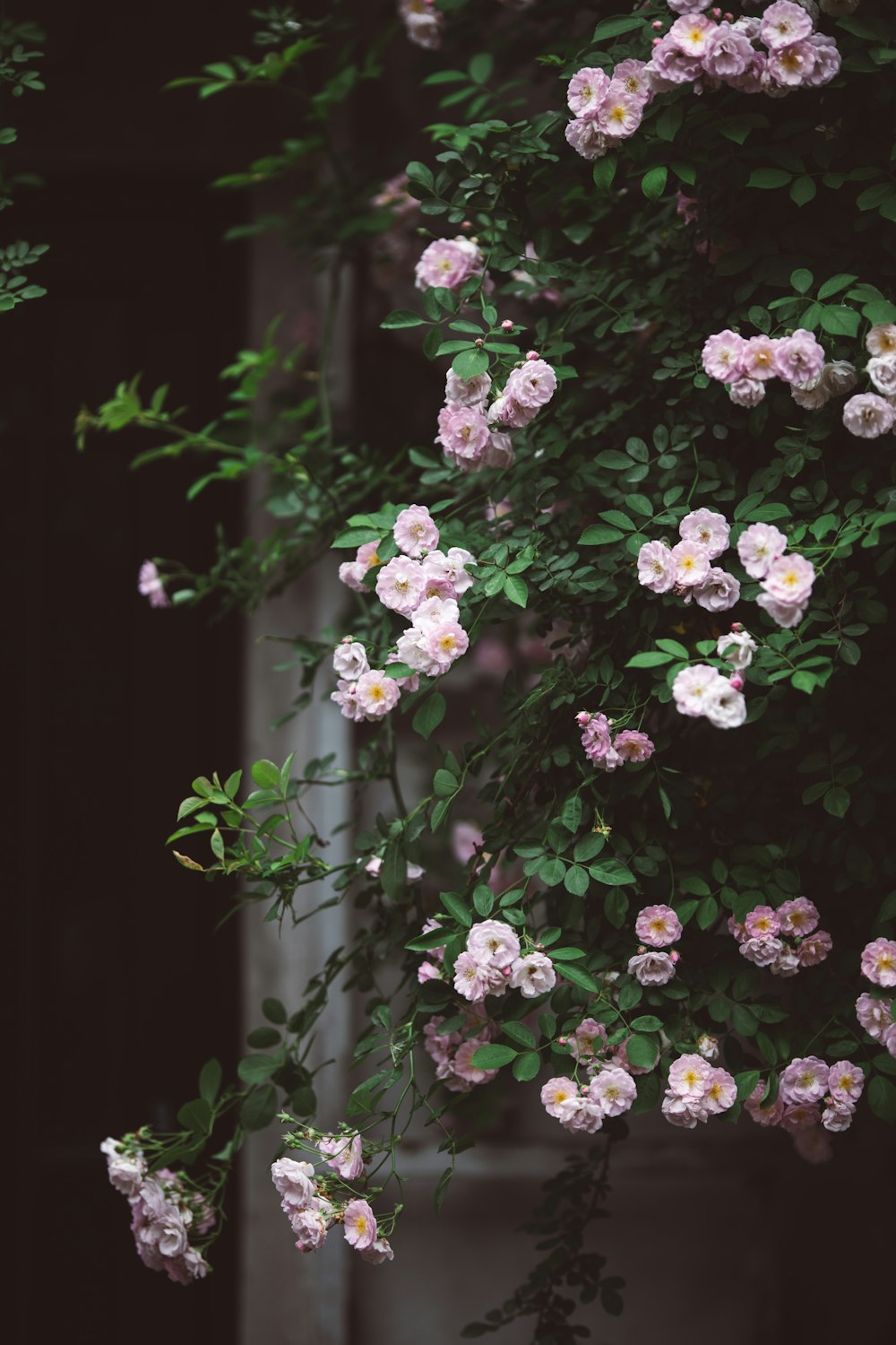 a bush of pink flowers with green leaves