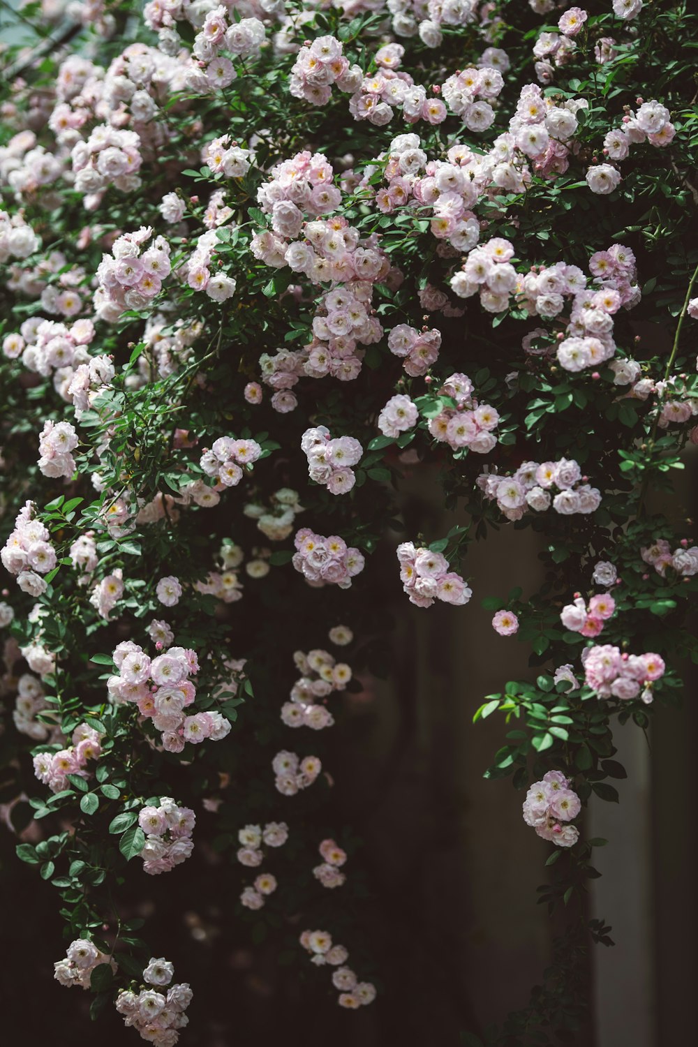 a bush of pink flowers with green leaves