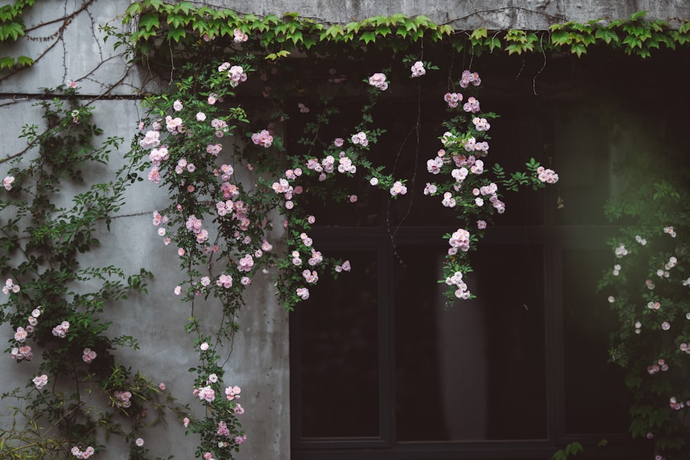 a bunch of flowers that are growing on a building