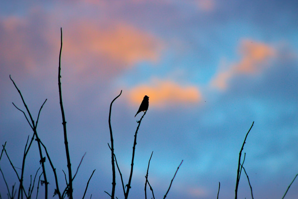 a bird sitting on top of a tree branch