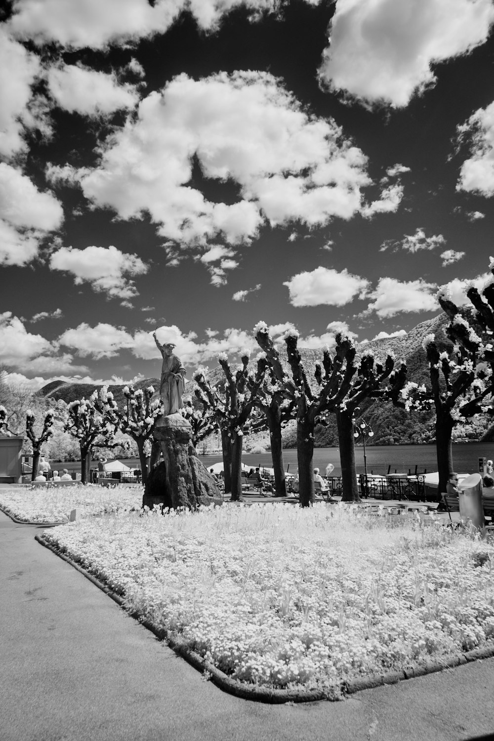 a black and white photo of a cactus garden