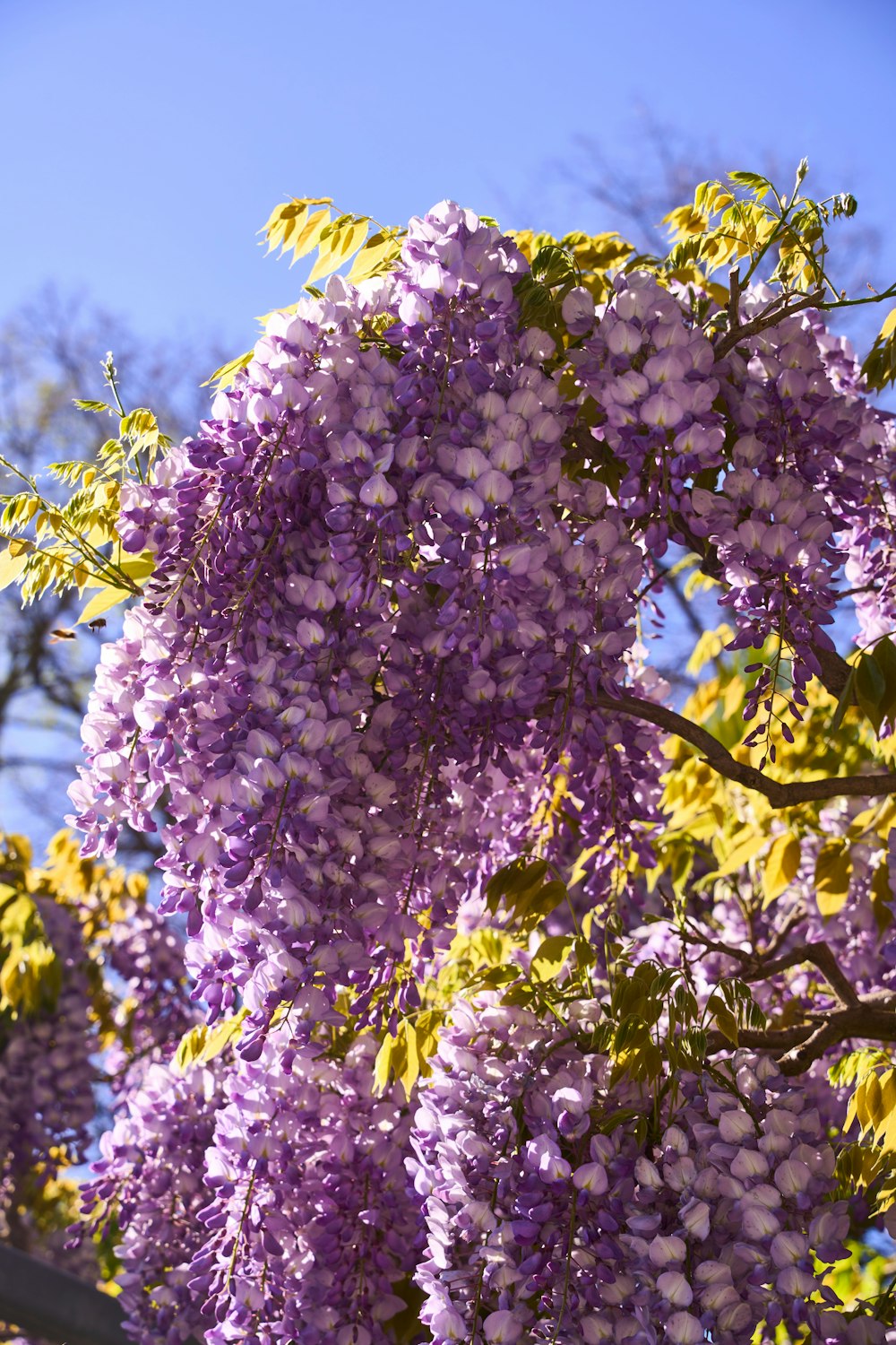 purple flowers blooming on a tree in the sun