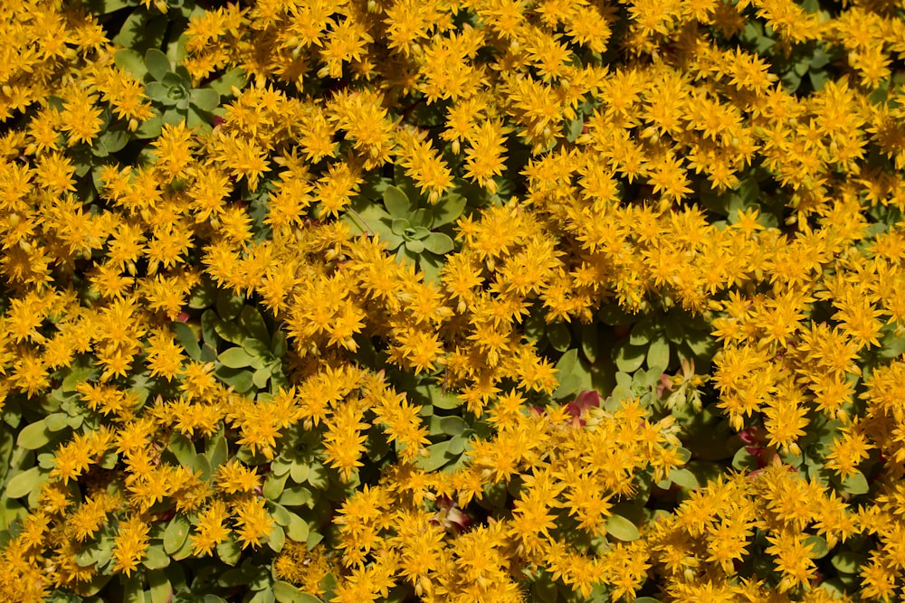 a bunch of yellow flowers with green leaves