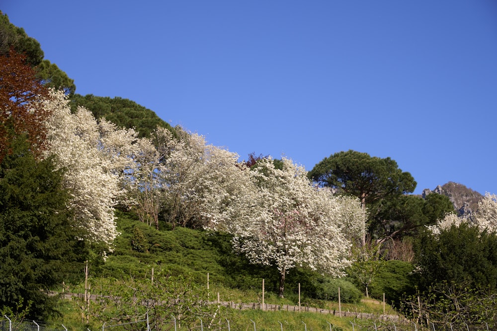 a hillside with trees and a fence in the foreground