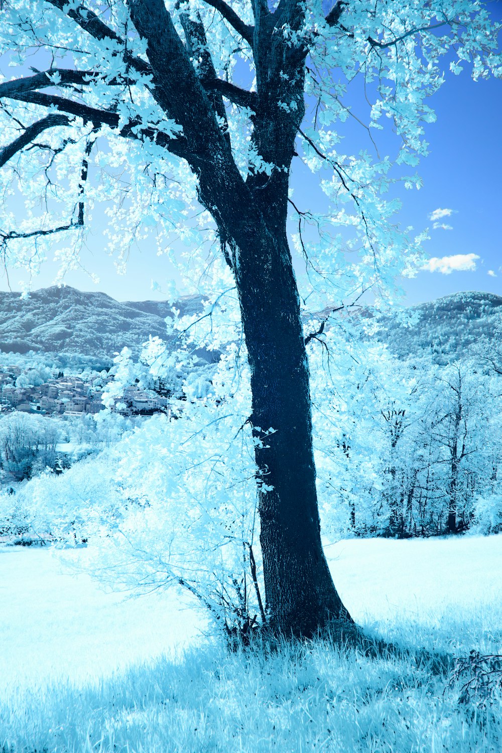 a tree in a field with mountains in the background