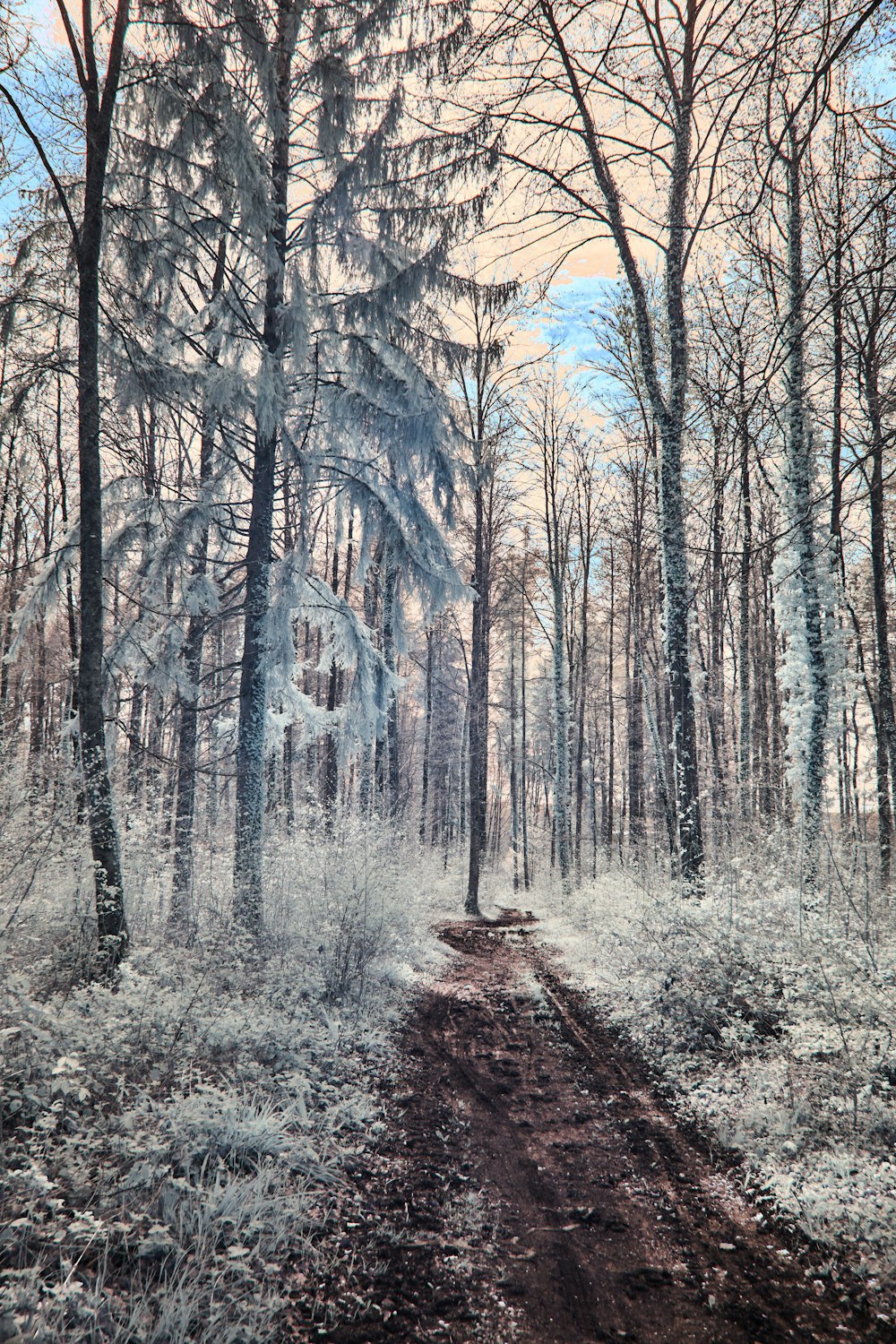 a dirt road in the middle of a forest