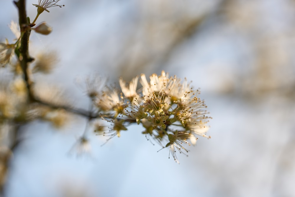 a close up of a flower on a tree branch