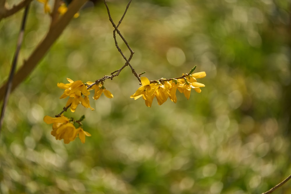 a branch with yellow flowers hanging from it