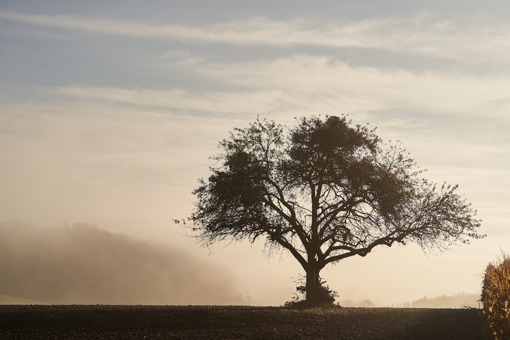 a lone tree in the middle of a field