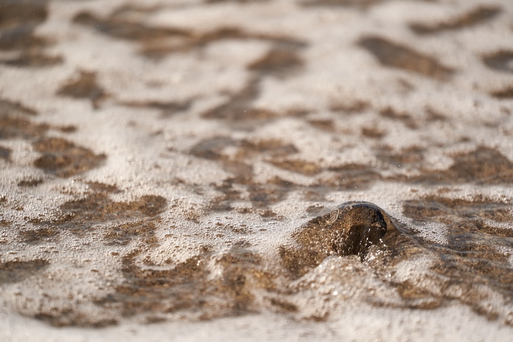 a close up of a rock in the sand