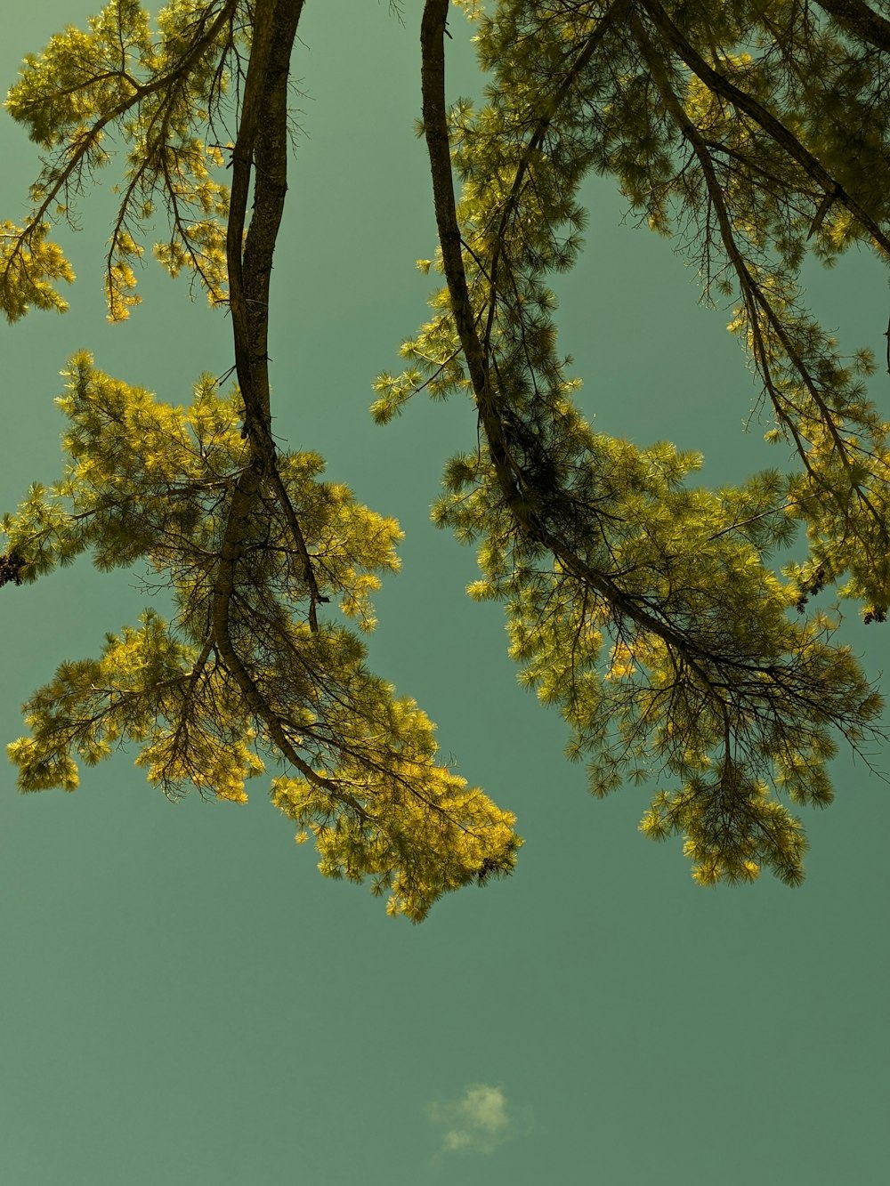 a plane flying through a blue sky next to a tree