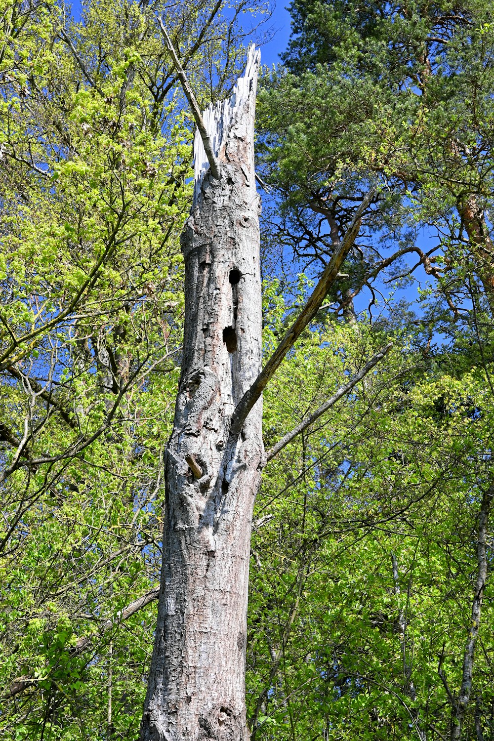 a tree with a face carved into it