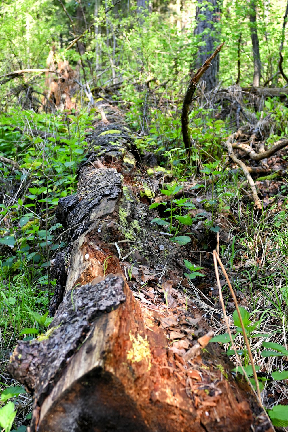 un tronco que ha sido cortado en el bosque