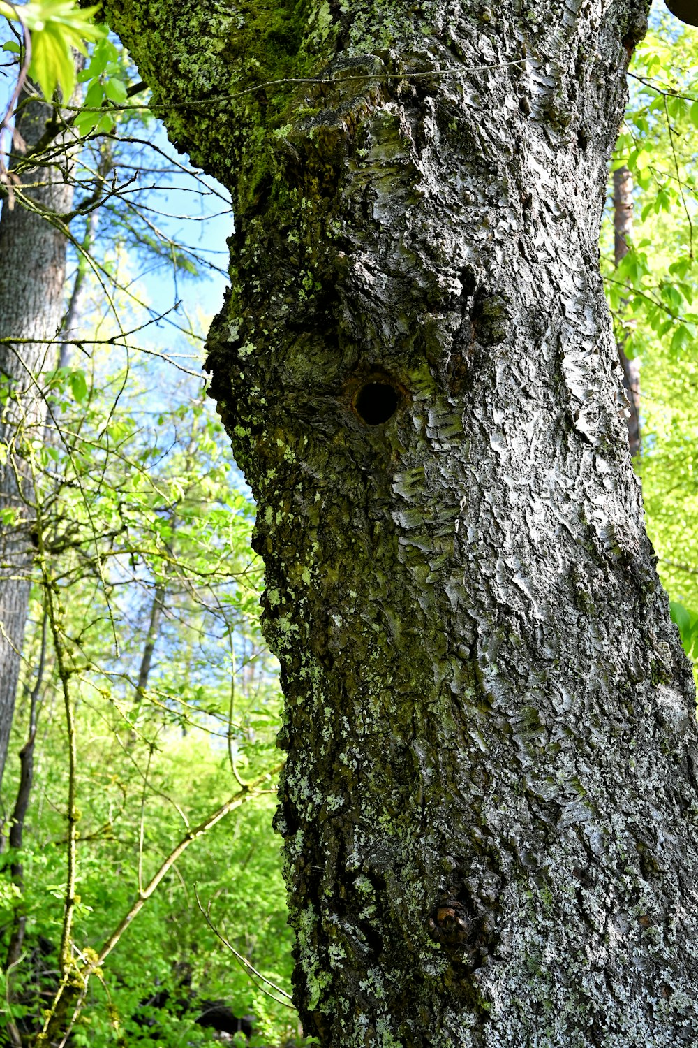 a close up of a tree in a forest