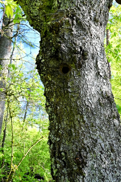 Sherwood Forest: England's Legendary Robin Hood Woodland