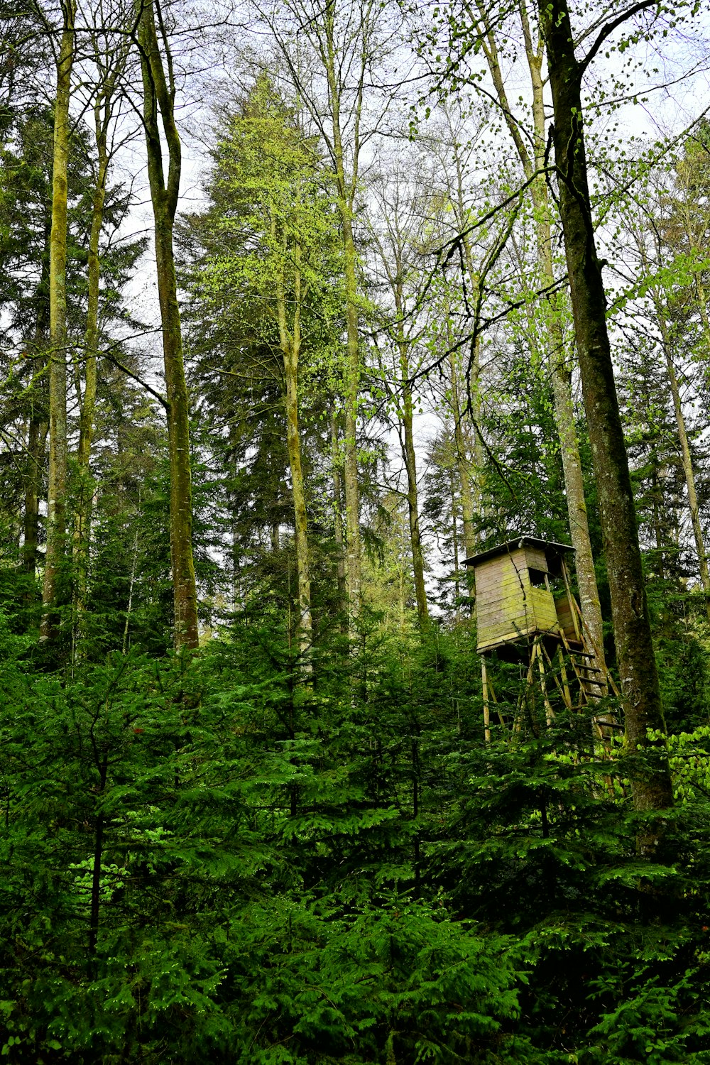 a tree house in the middle of a forest