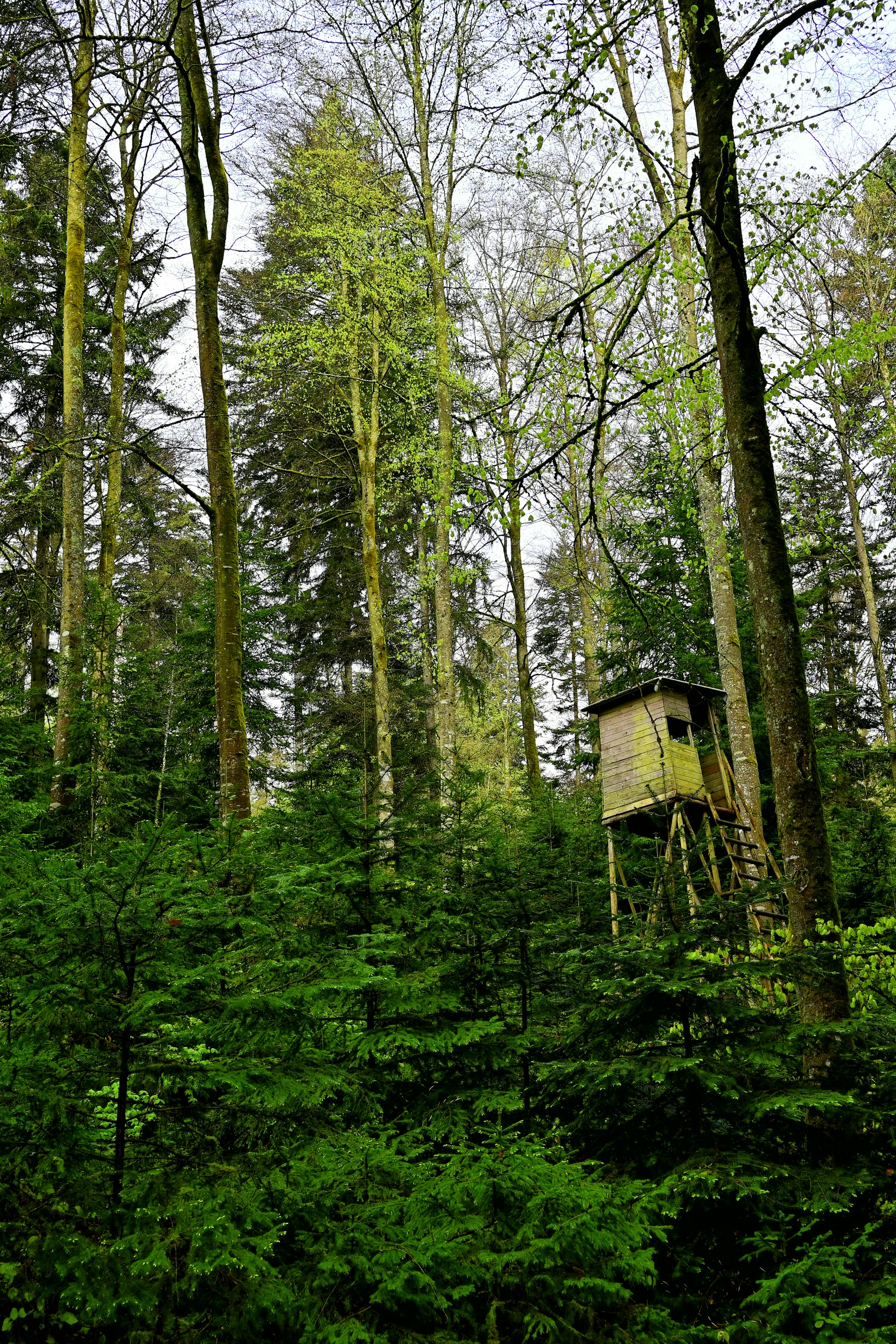 a tree house in the middle of a forest
