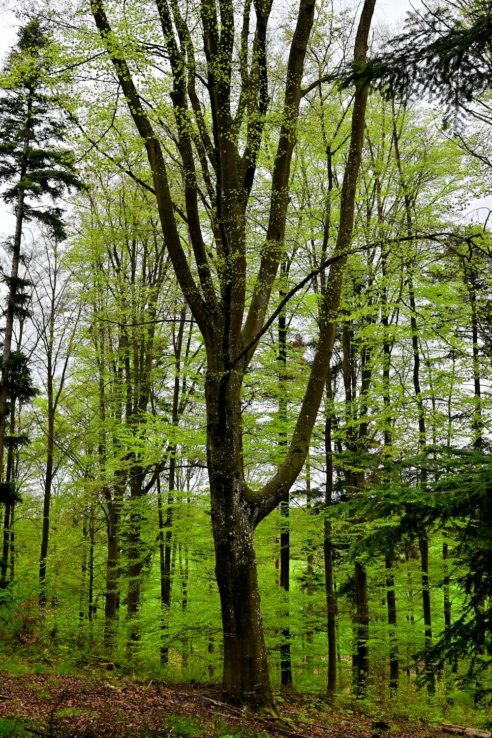 a large tree in the middle of a forest