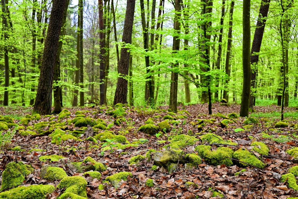 a forest filled with lots of green moss covered trees