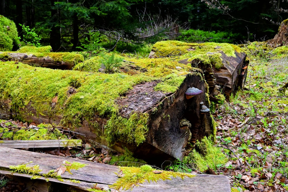 a fallen log with moss growing on it