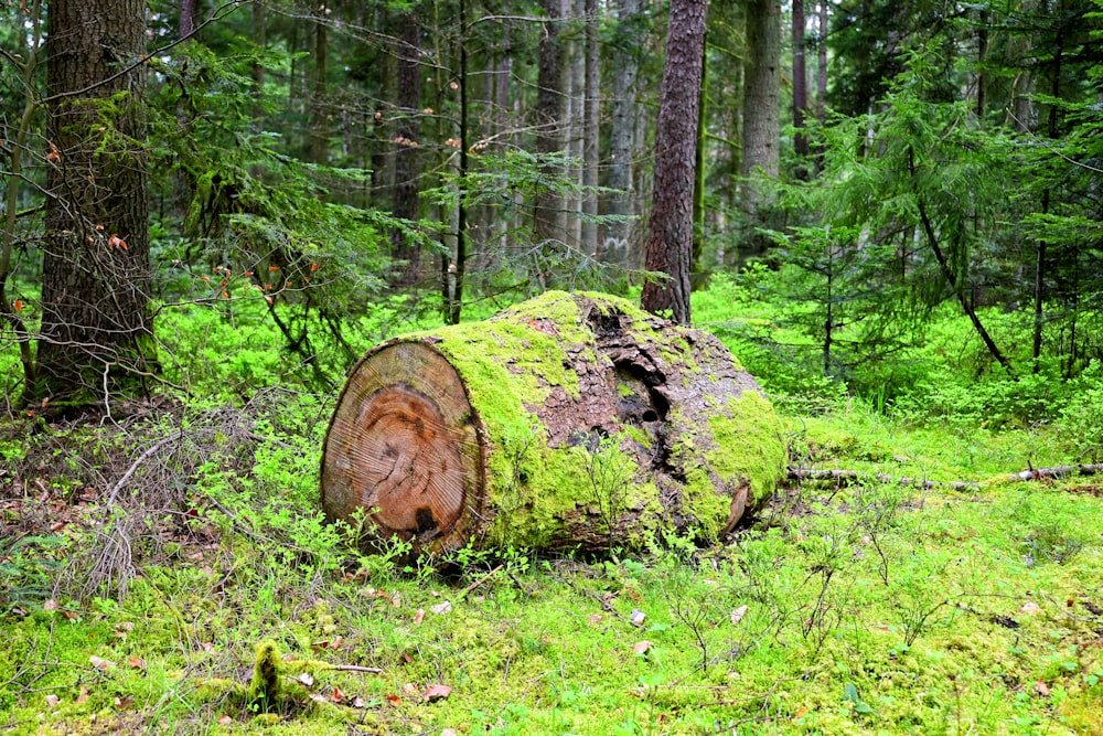 un gros tronc d’arbre au milieu d’une forêt
