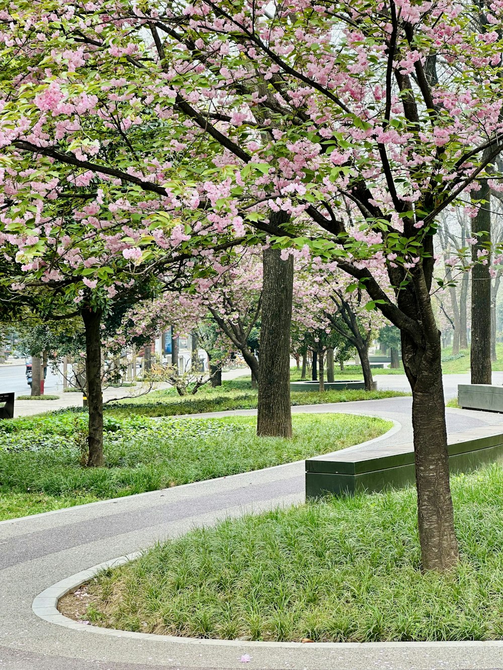 a park with benches and trees with pink flowers
