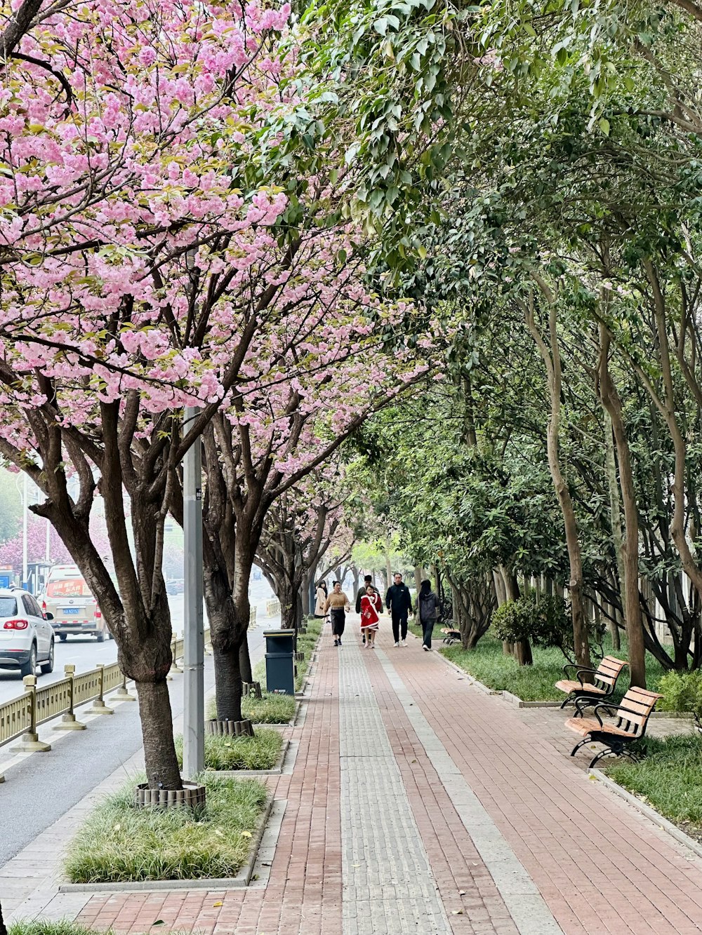 people walking down a sidewalk lined with trees