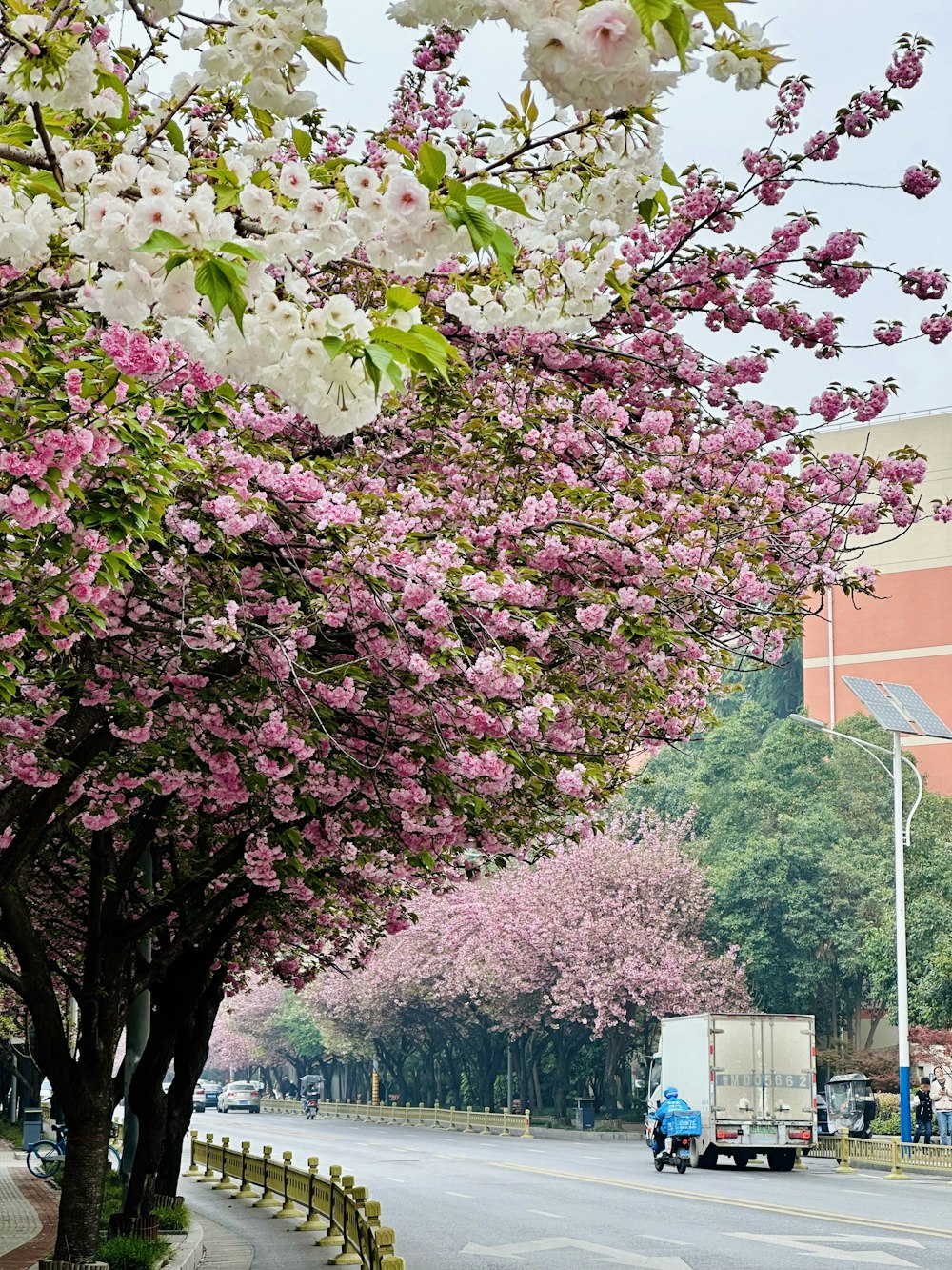 a street lined with lots of pink and white flowers