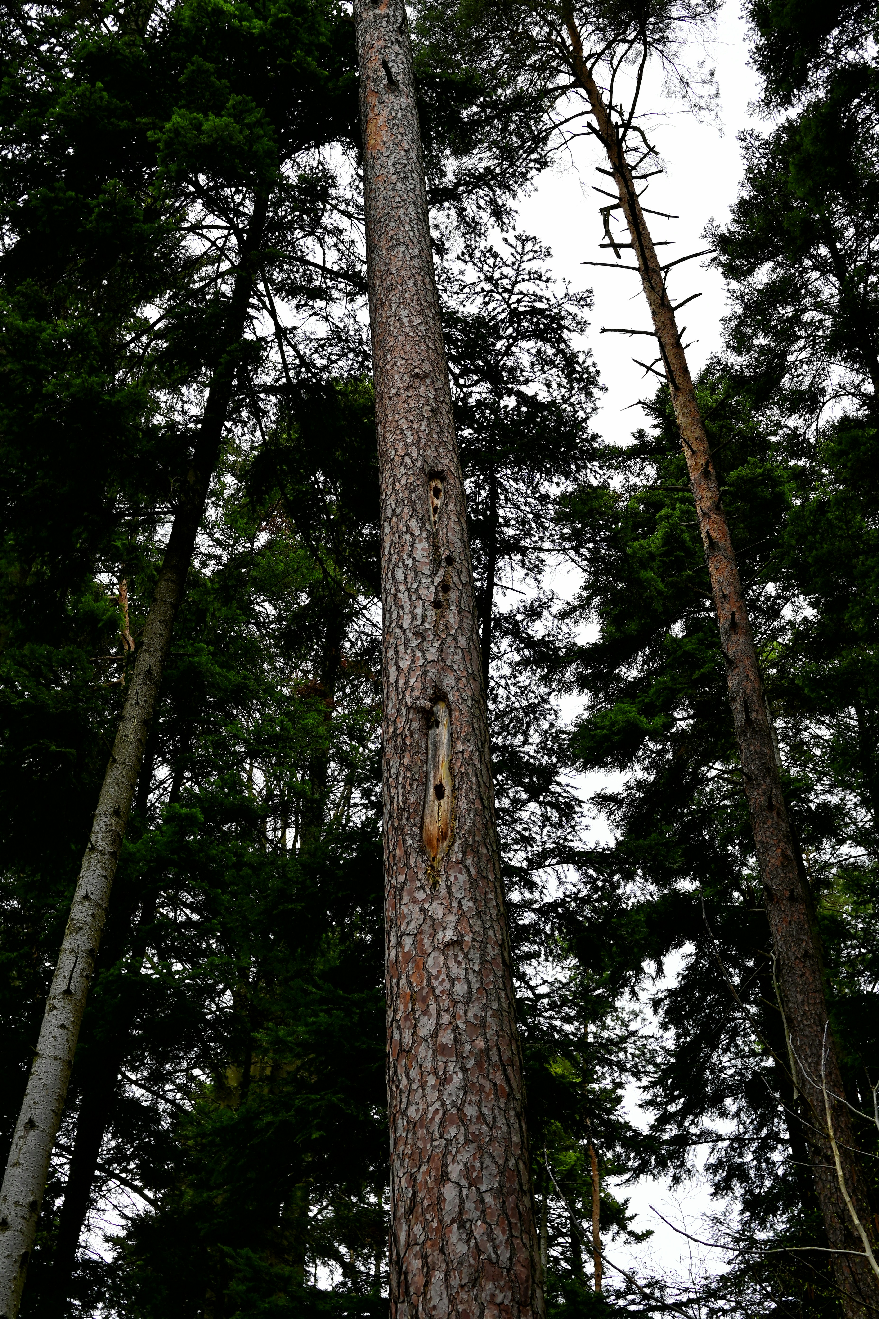 a tree with a hole in the middle of it