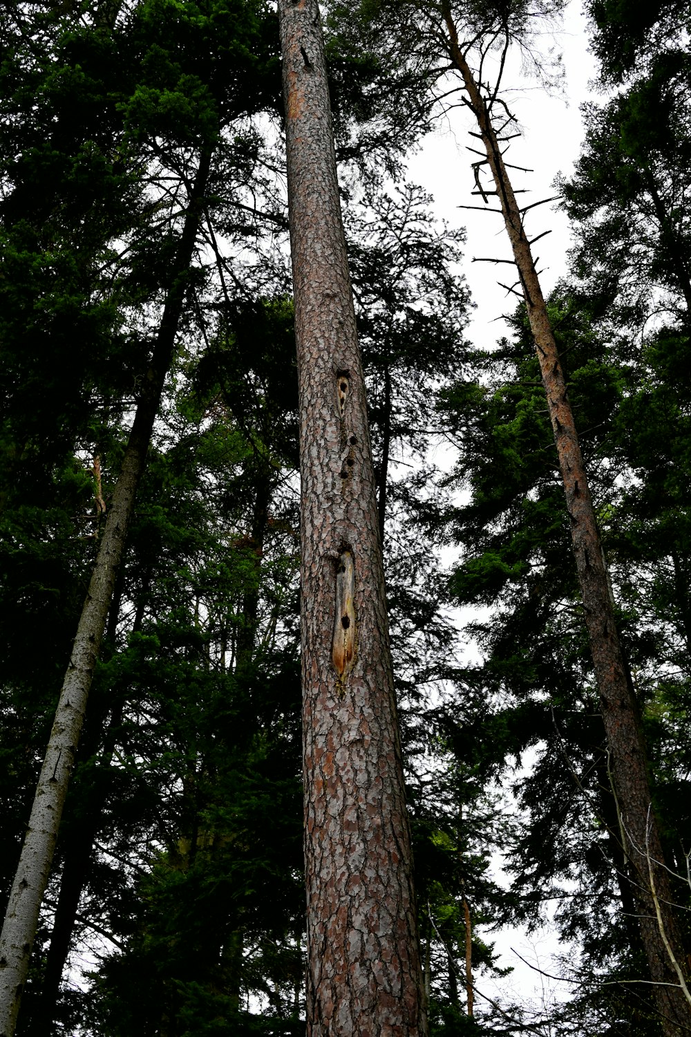 a tree with a hole in the middle of it