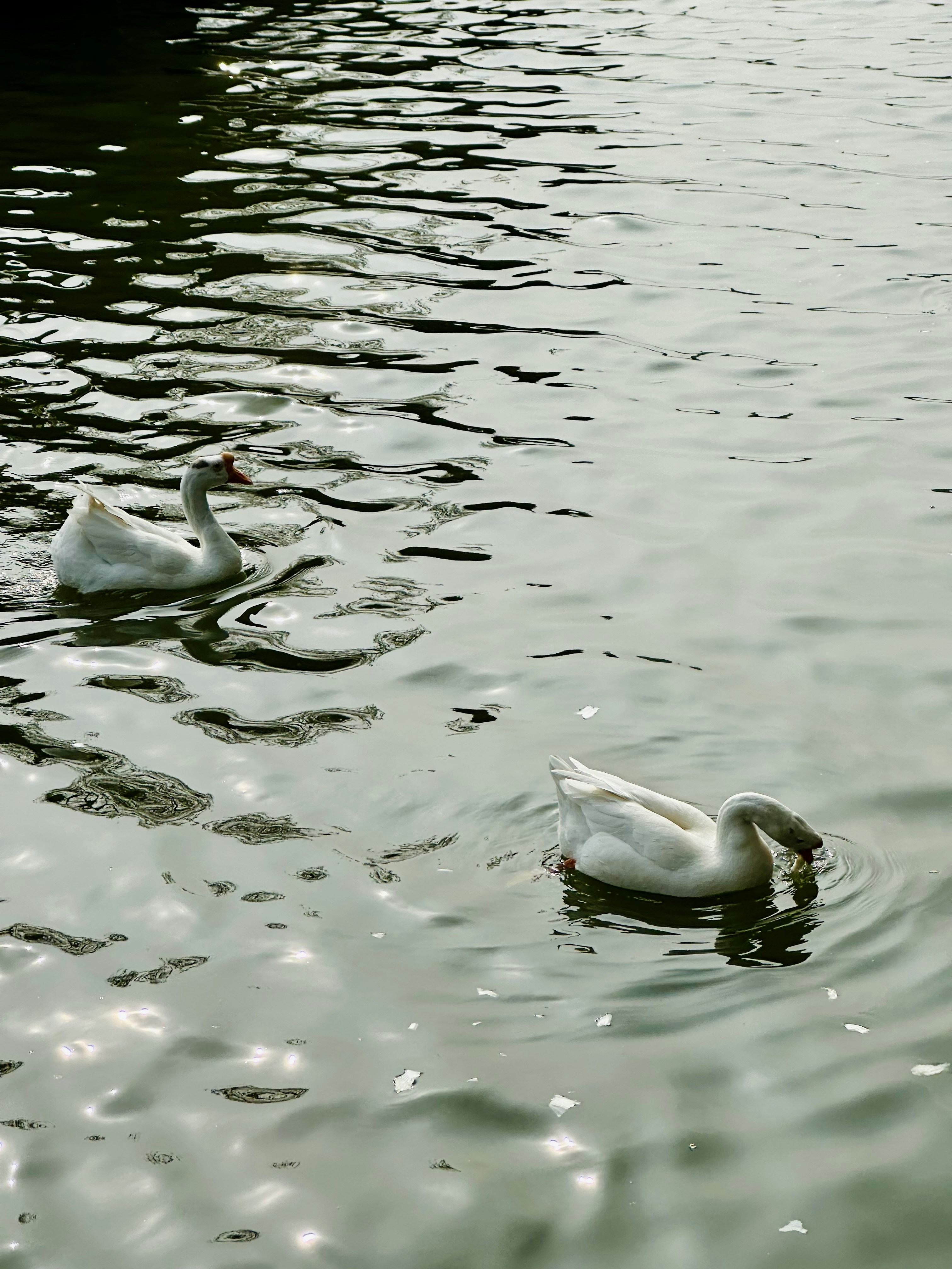 Photo by maooooozaizi