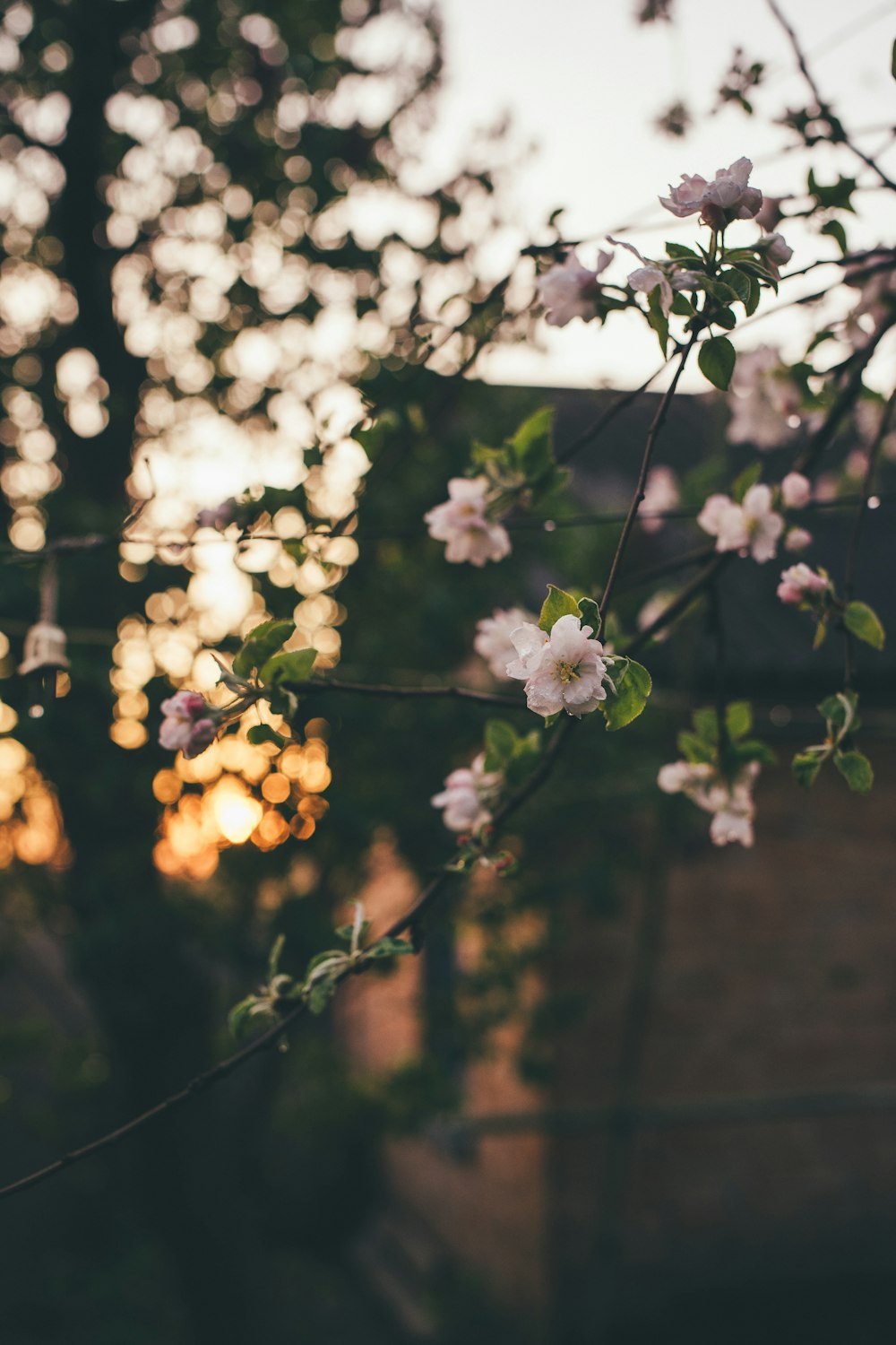 a tree with white flowers in front of a building