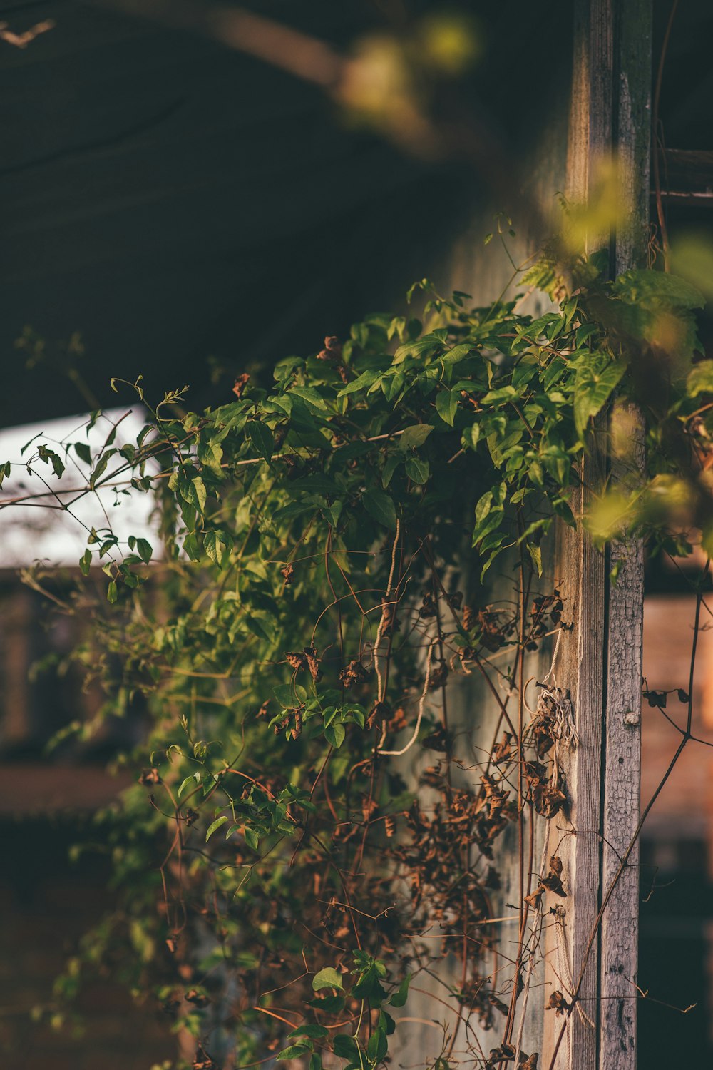 a vine is growing on the side of a building