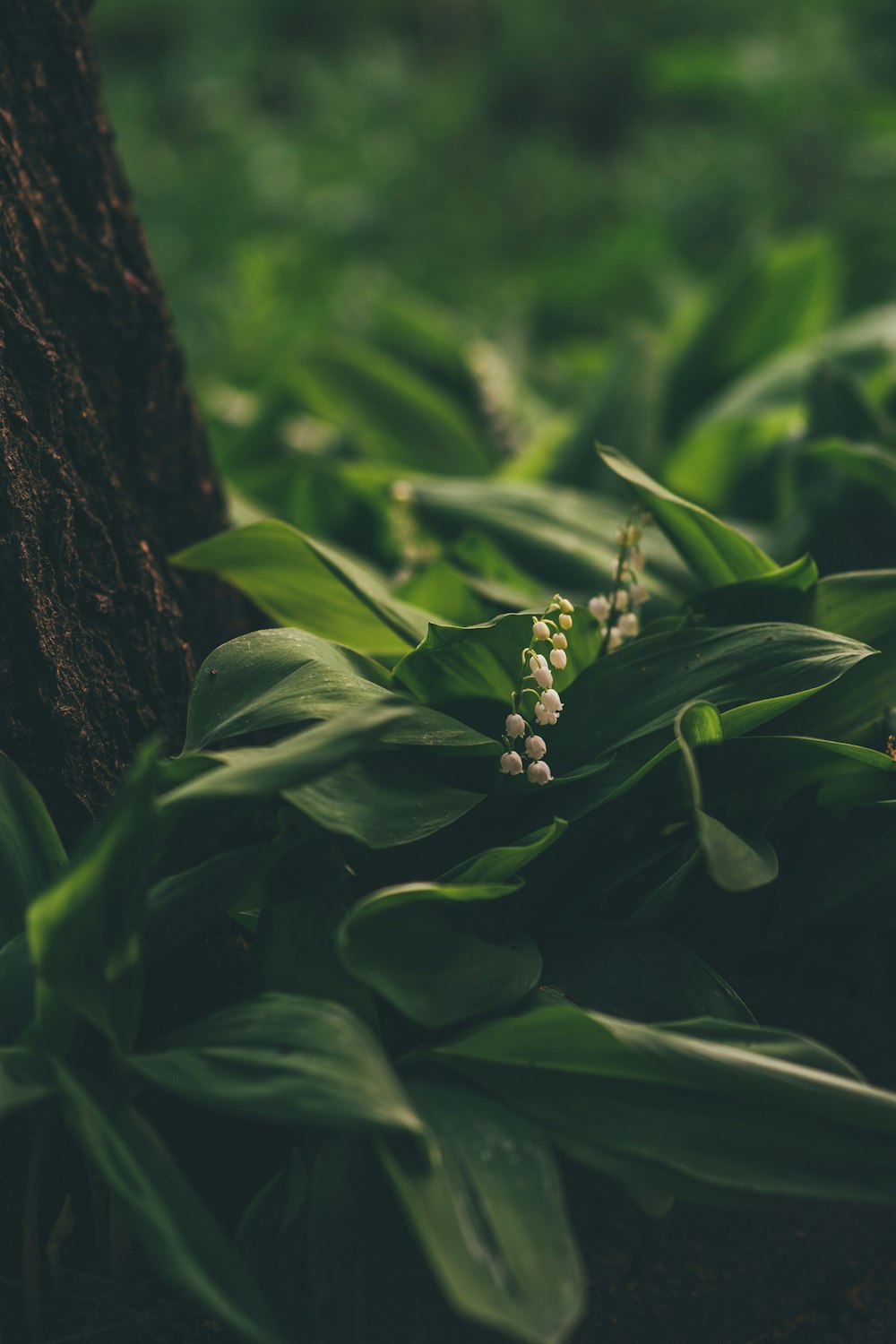 a close up of a plant near a tree