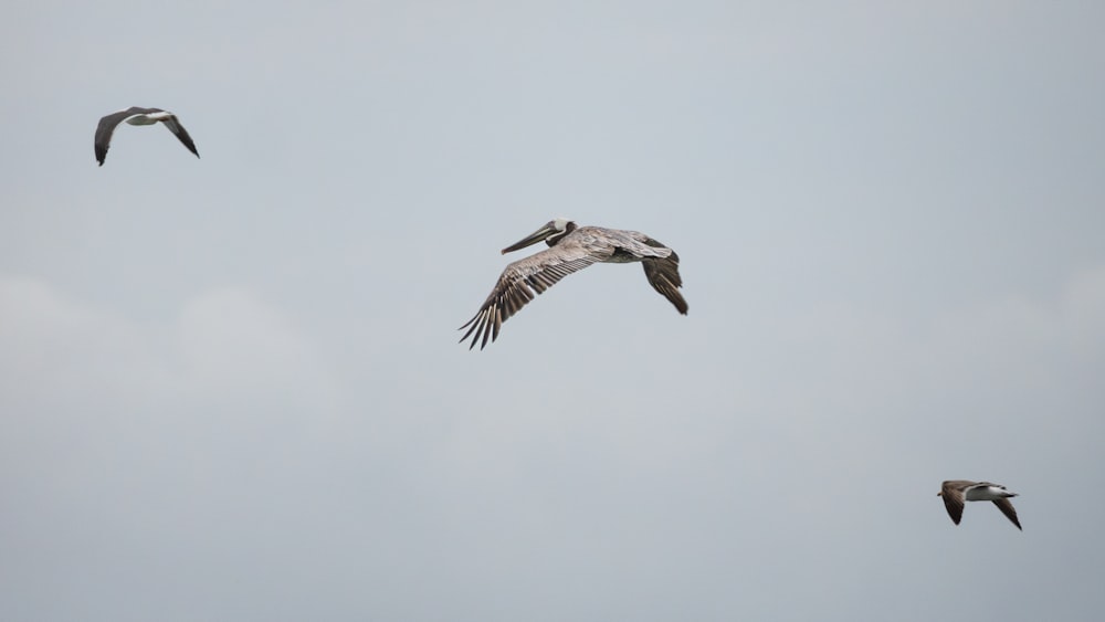 ein Vogelschwarm, der durch einen bewölkten Himmel fliegt