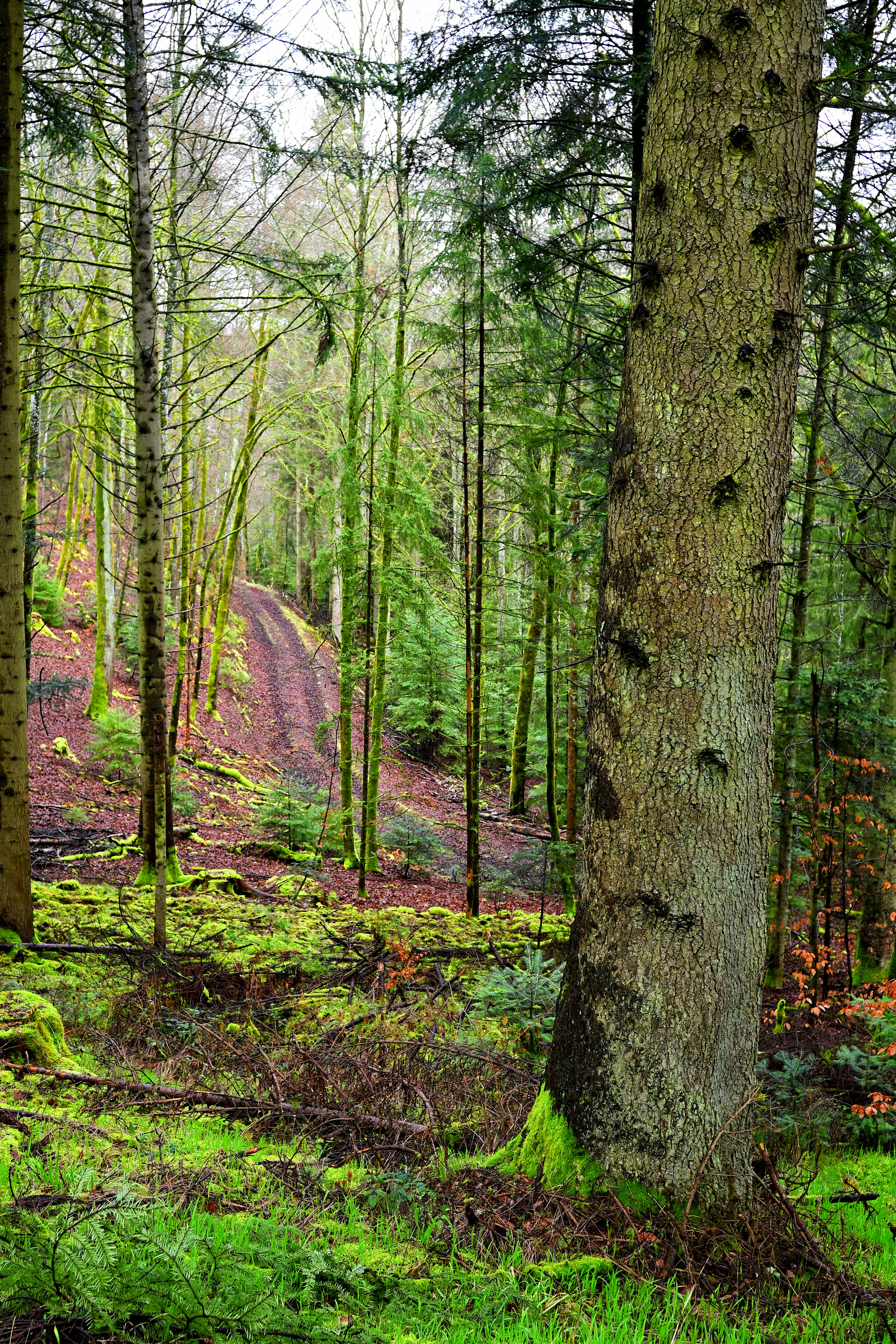 a dirt road in the middle of a forest
