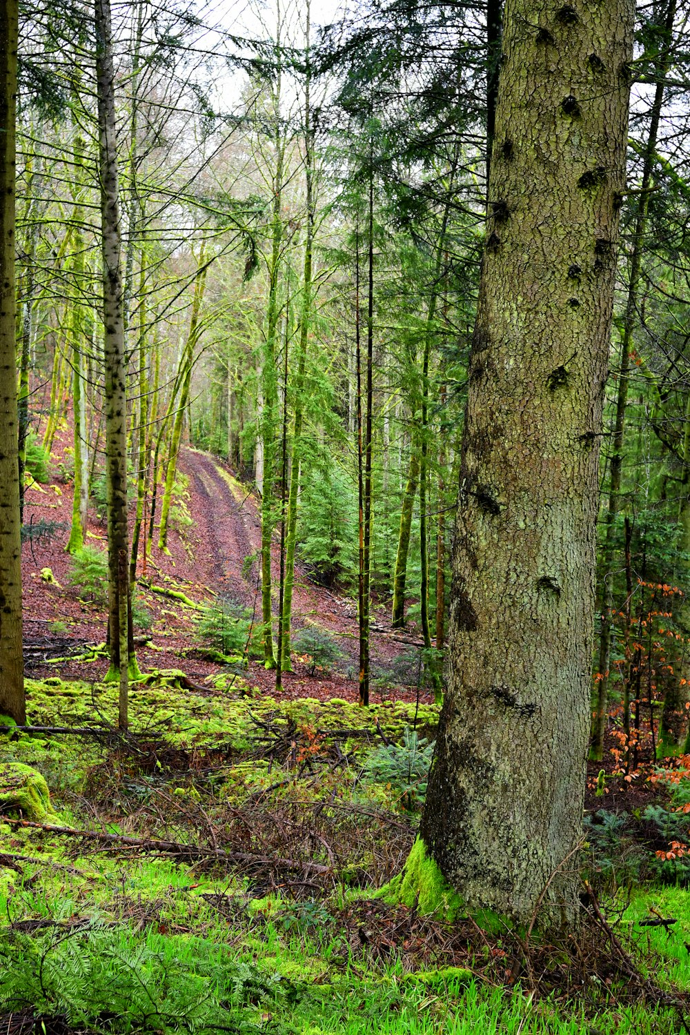 a dirt road in the middle of a forest