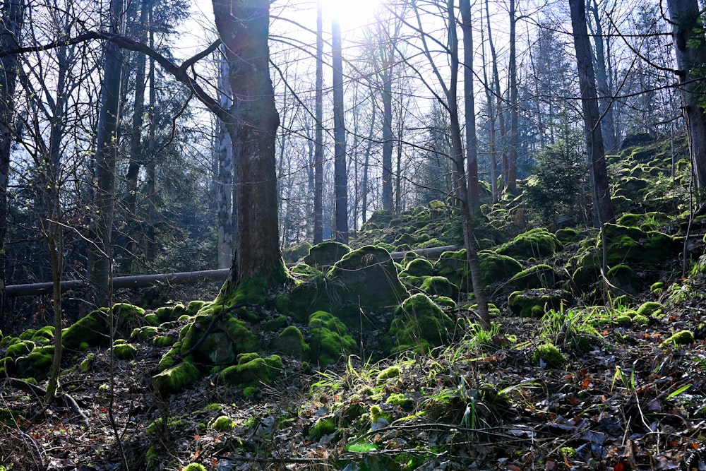 the sun shines through the trees in the forest