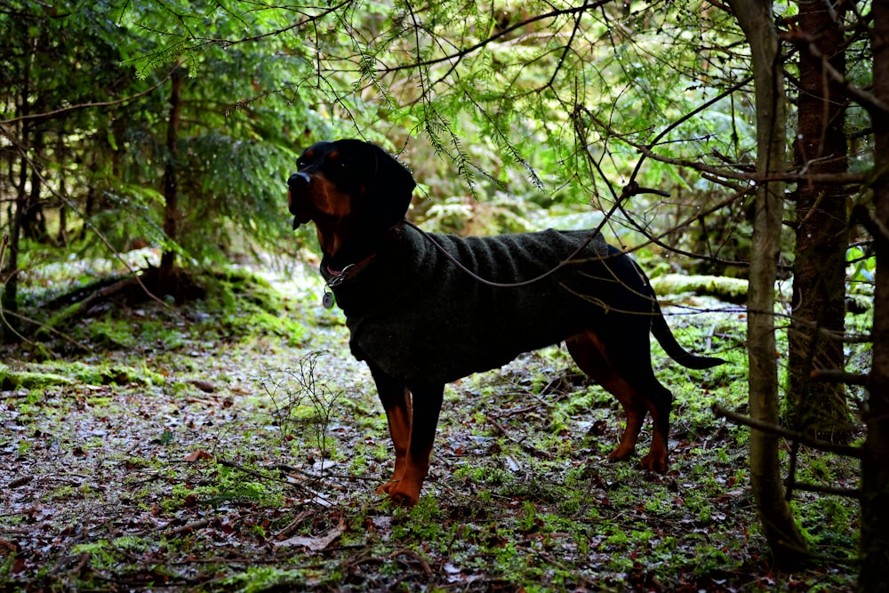 a black and brown dog standing in the woods