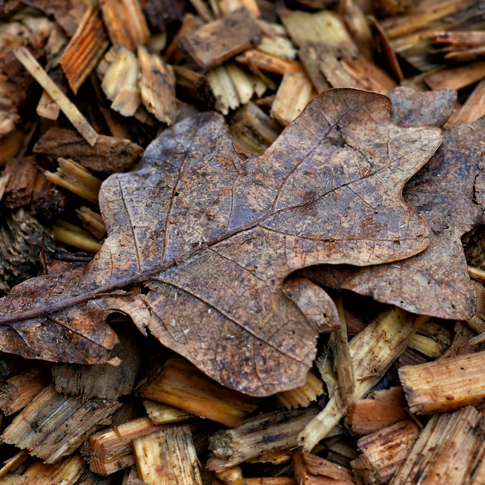 a brown leaf laying on top of a pile of wood