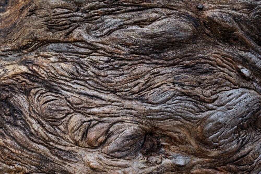 Un primer plano de un tronco de árbol con muchas arrugas