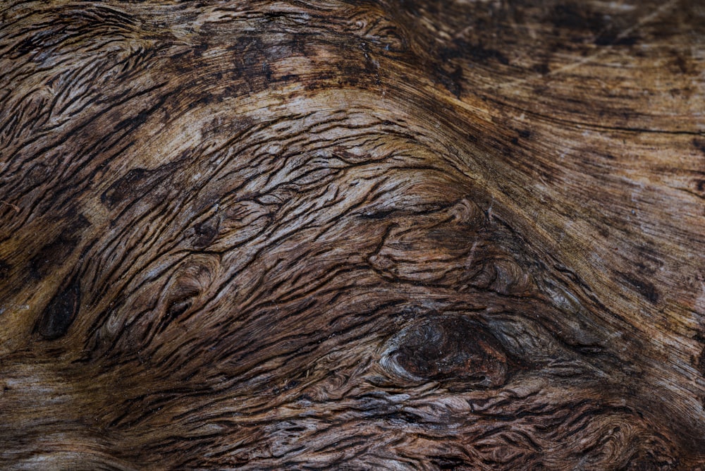 a close up view of a tree trunk