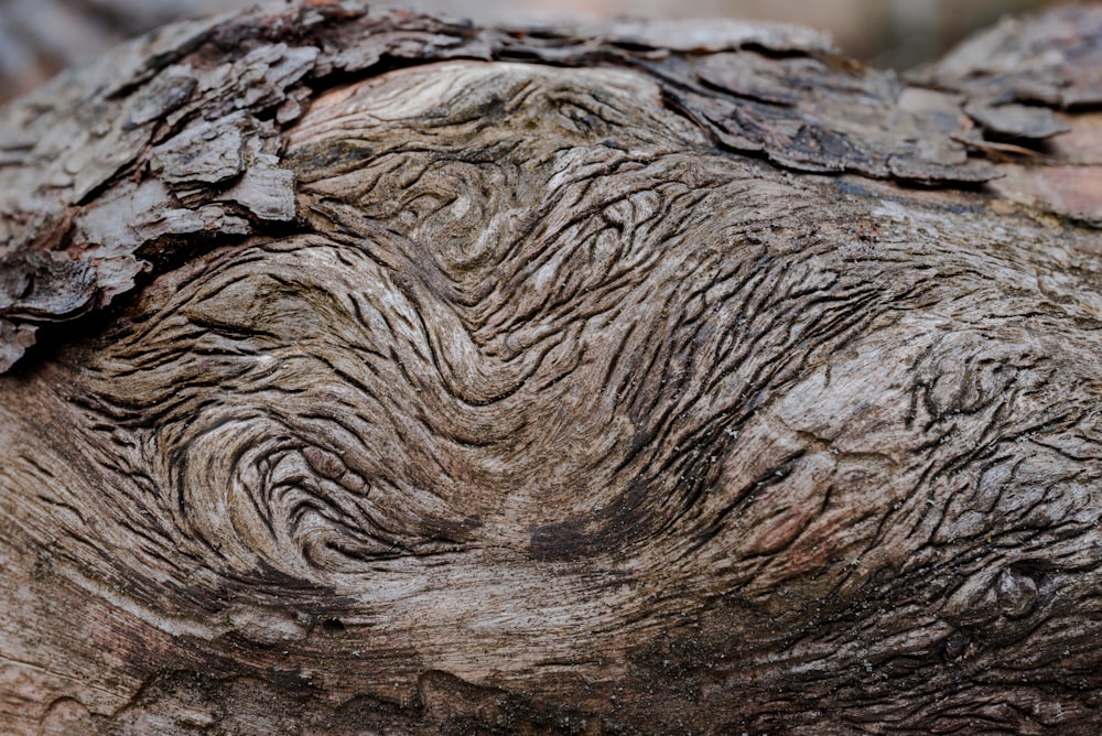 Un primer plano de un tronco de árbol con un patrón muy interesante