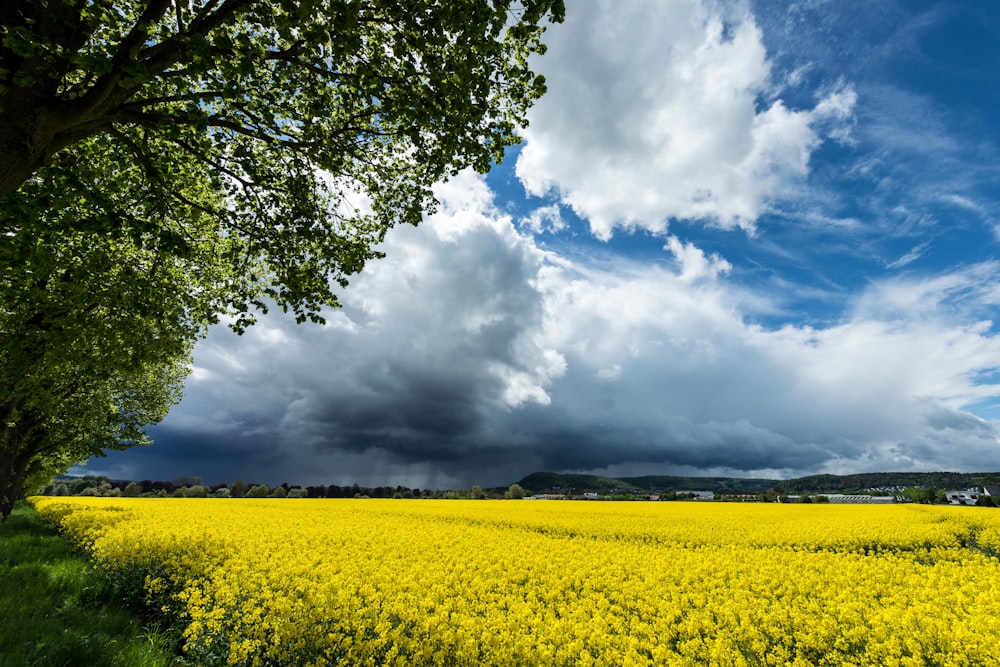 a field of yellow flowers under a cloudy sky