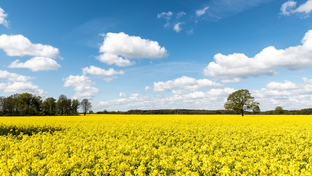 a field full of yellow flowers under a blue sky