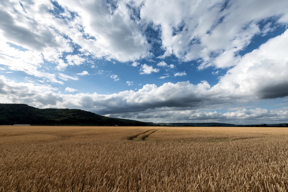 a field of wheat under a cloudy blue sky