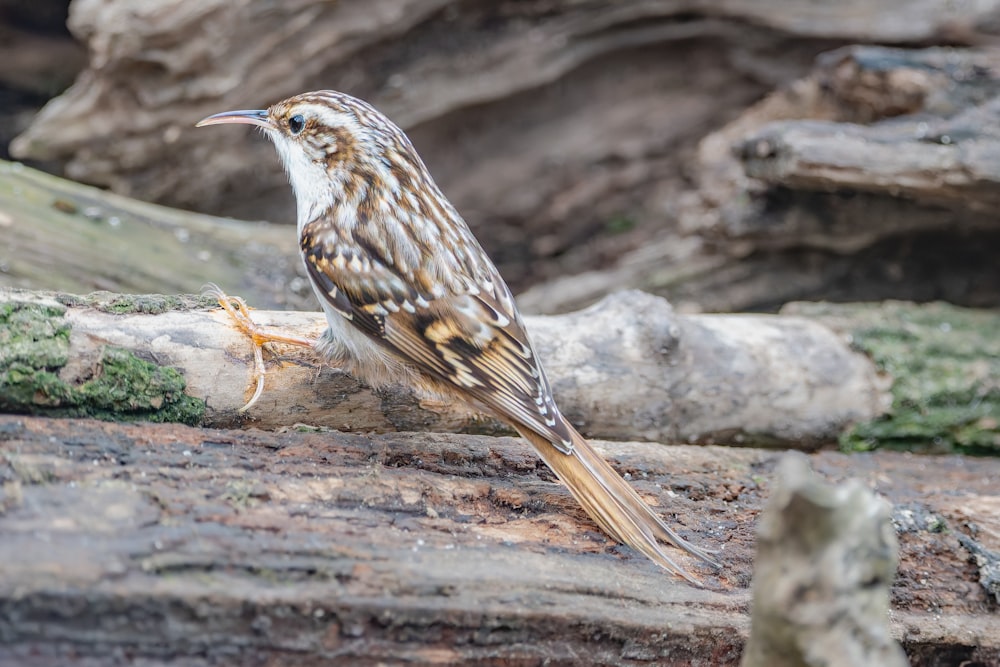 a brown and white bird sitting on a log