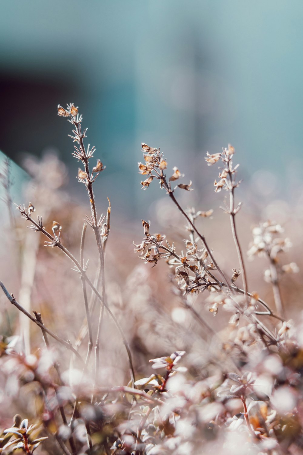 a bunch of flowers that are in the grass