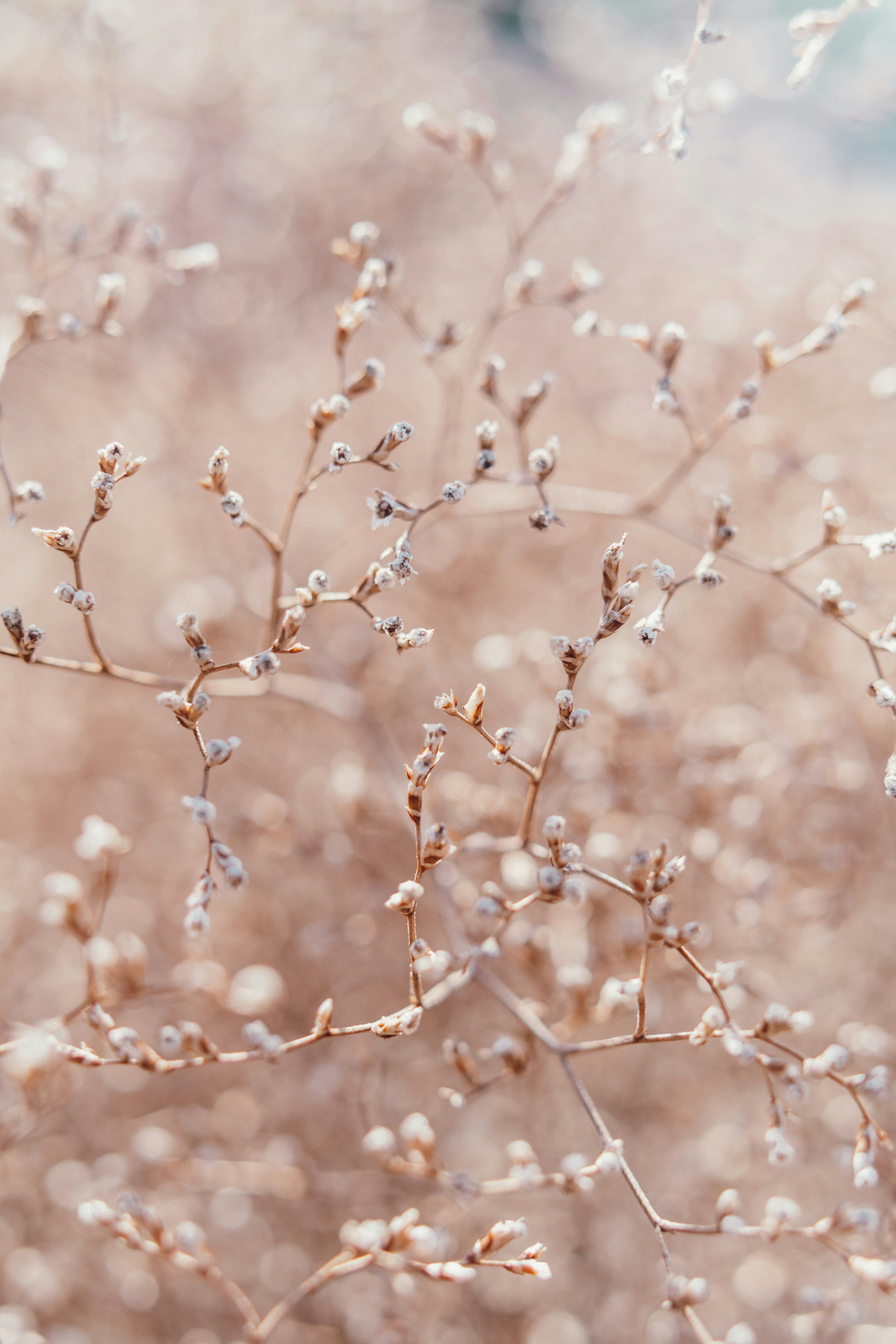 A close up of a plant with small white flowers photo – Free Nature ...