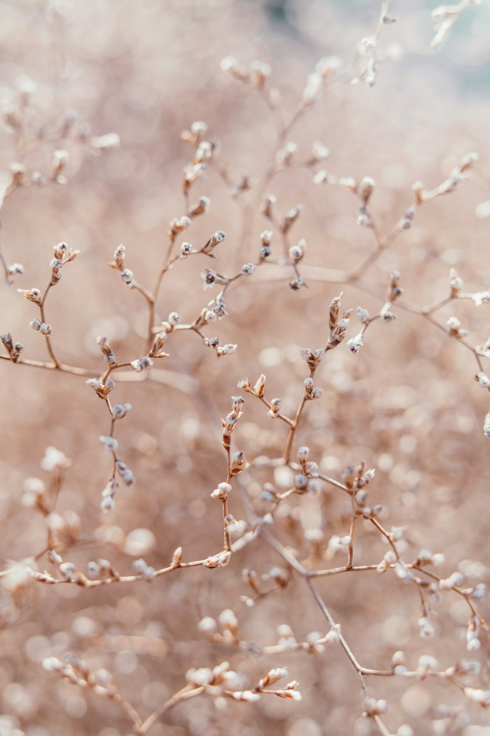 a close up of a plant with small white flowers